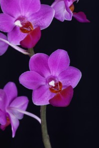 Phalaenopsis Annie Van Tweel Donna HCC/AOS 76 pts.